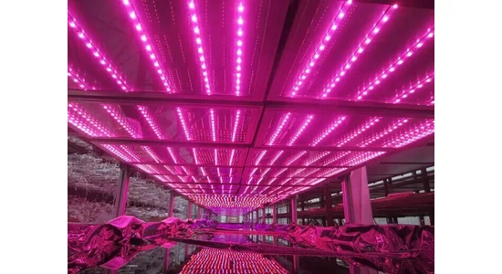 A led fény hullámhosszainak hatása a növényekre