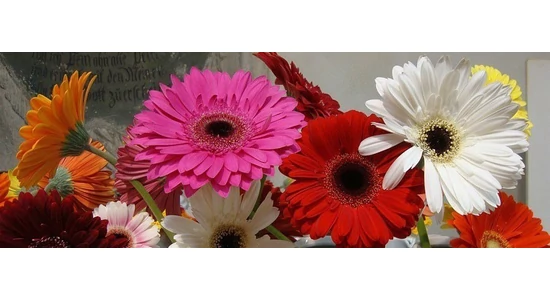 A LED-es lámpák javítják a Gerbera virágzását, növekedését és piacképességét